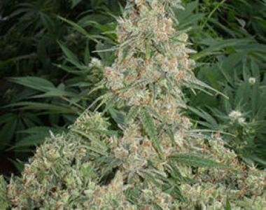 Mandala Seeds - Far Out cannabis seed