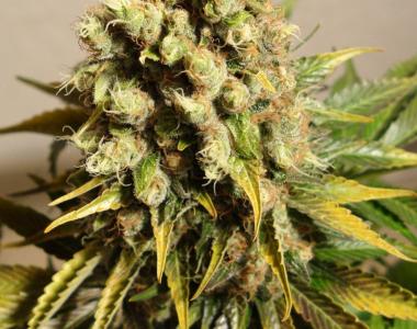 Mandala Seeds - Ganesh cannabis seed