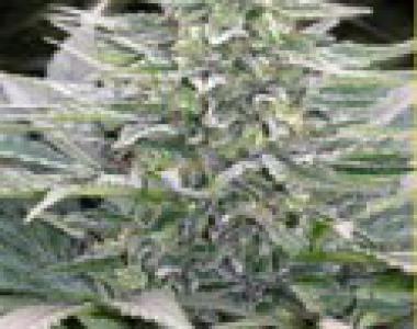 Mandala Seeds - Hashberry cannabis seed