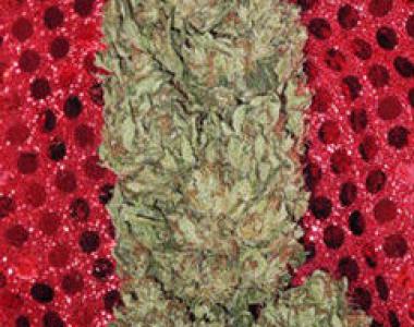 Mandala Seeds - Hubble Bubble cannabis seed