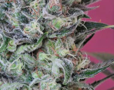 Mandala Seeds - Krystalica cannabis seed