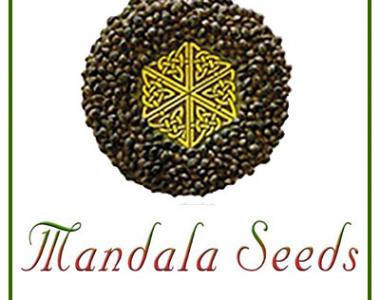 Mandala Seeds - Mandala Safari Mix cannabis seed