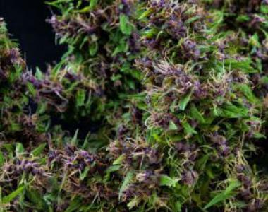 Mandala Seeds - Purple Paro Valley cannabis seed