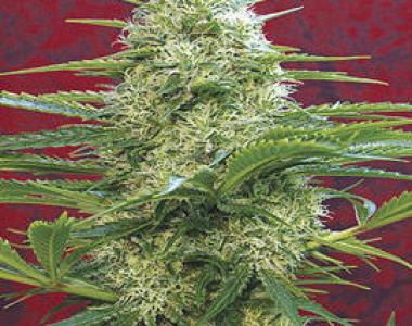 Mandala Seeds - Satori cannabis seed