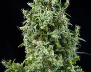 Mandala Seeds - White Bhutanese cannabis seed