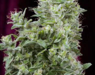 Mandala Seeds - White Magic cannabis seed