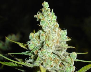 Medical Seeds - 1024 cannabis seed