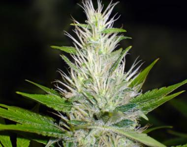 Medical Seeds - Malakoff cannabis seed