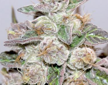 Medical Seeds - Mendocino Purple Kush cannabis seed