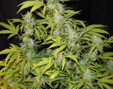 Medical Seeds - Prozac cannabis seed