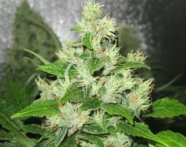 Medical Seeds - Y Griega cannabis seed