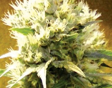 Medicann - Afghani cannabis seed