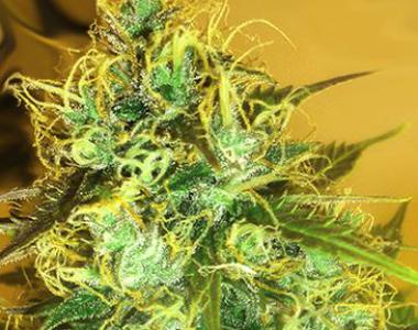Medicann - Blue Mountain Durban cannabis seed
