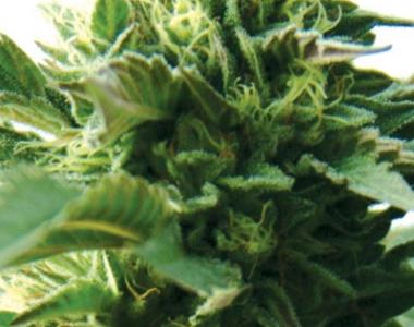 Medicann - Bubba Kush cannabis seed