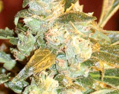 Medicann - Kush Fromage cannabis seed