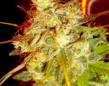 Medicann - Mazari Grape cannabis seed