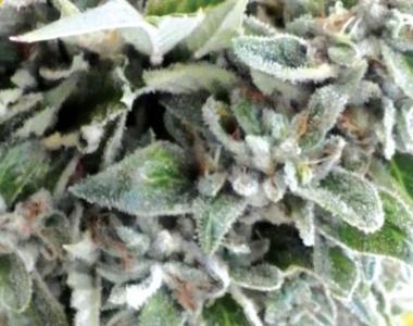 Medicann - OG Kush cannabis seed