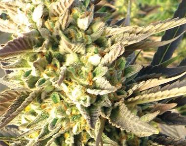 Medicann - Trainwreck cannabis seed
