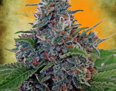 Ministry of Cannabis - Auto Blue Amnesia cannabis seed