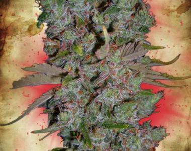 Ministry of Cannabis - Auto Blueberry Domina cannabis seed