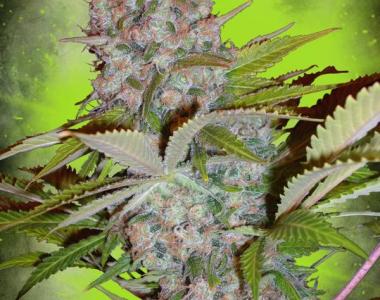 Ministry of Cannabis - Auto Cream NL cannabis seed