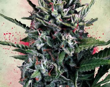 Ministry of Cannabis - Auto Silver Bullet cannabis seed