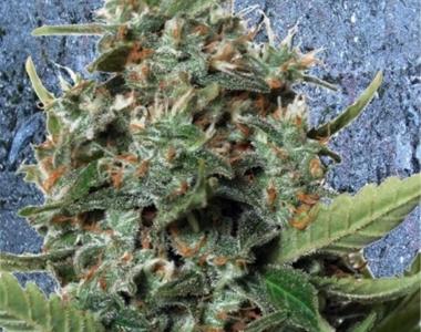Ministry of Cannabis - AutopilotXXL cannabis seed