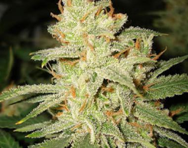Ministry of Cannabis - Carnival cannabis seed