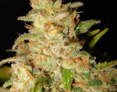 Ministry of Cannabis - Northern Lights MOC cannabis seed