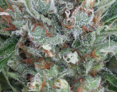 Ministry of Cannabis - Zensation cannabis seed