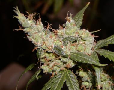 Mr Nice Seeds - Afghan Haze cannabis seed