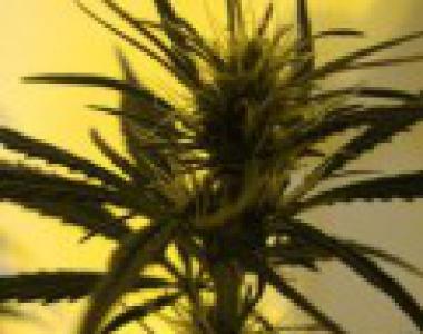Mr Nice Seeds - Afghan Skunk cannabis seed