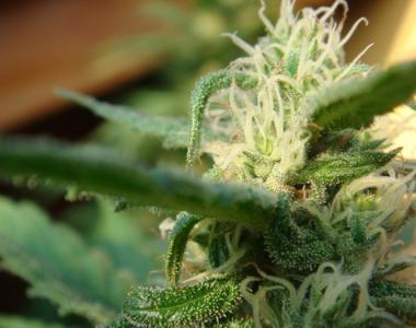 Mr Nice Seeds - Angel Breath cannabis seed