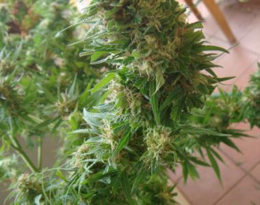 Mr Nice Seeds - Angel Heart cannabis seed