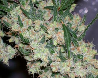 Mr Nice Seeds - ASH cannabis seed