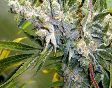 Mr Nice Seeds - Critical Haze cannabis seed