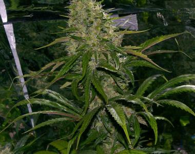 Mr Nice Seeds - Critical Mass cannabis seed