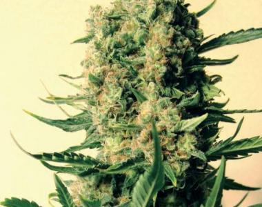 Mr Nice Seeds - Critical Skunk cannabis seed