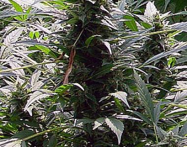 Mr Nice Seeds - Dreamtime cannabis seed