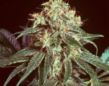 Mr Nice Seeds - Devil cannabis seed