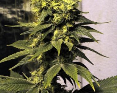 Mr Nice Seeds - Early Queen cannabis seed