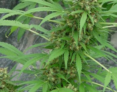 Mr Nice Seeds - Early Skunk cannabis seed