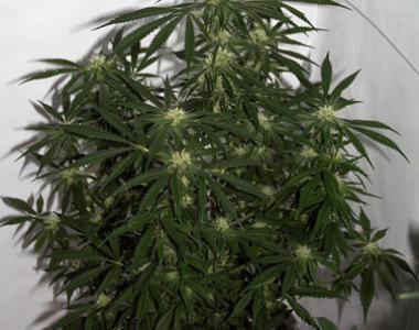 Mr Nice Seeds - Early Skunk X Haze cannabis seed