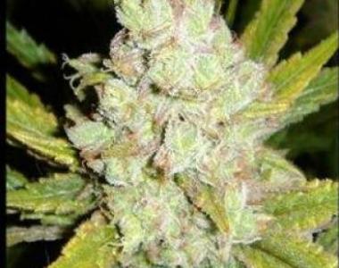 Mr Nice Seeds - G13 x Haze cannabis seed