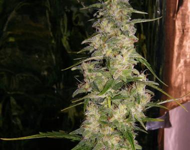 Mr Nice Seeds - La Nina cannabis seed