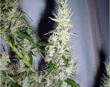Mr Nice Seeds - Mango Haze cannabis seed