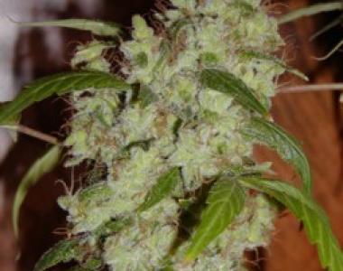 Mr Nice Seeds - Mango X Widow cannabis seed