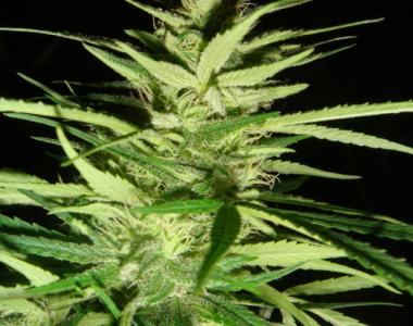 Mr Nice Seeds - Master Kaze cannabis seed