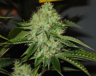 Mr Nice Seeds - Medicine Man cannabis seed