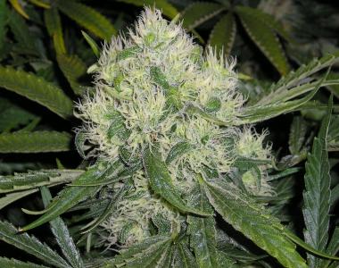 Mr Nice Seeds - Nordle cannabis seed